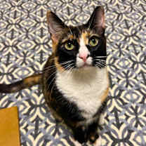 Thumbnail photo of Ripple #4