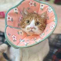 Thumbnail photo of Cutie **Tri-Pawed #1