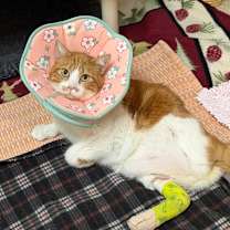 Thumbnail photo of Cutie **Tri-Pawed #2