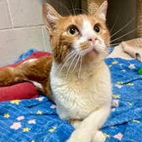 Thumbnail photo of Cutie **Tri-Pawed #3