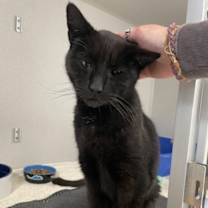 Thumbnail photo of Magnus #1