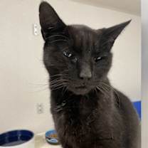 Thumbnail photo of Magnus #2