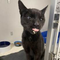 Thumbnail photo of Magnus #3