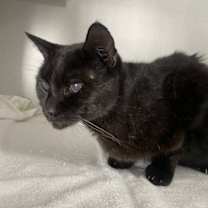 Thumbnail photo of Magnus #4