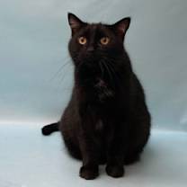 Thumbnail photo of Nala #1