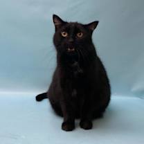 Thumbnail photo of Nala #2