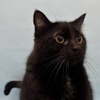 Thumbnail photo of Nala #3