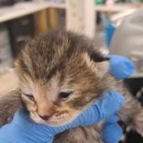 Thumbnail photo of Luna #2