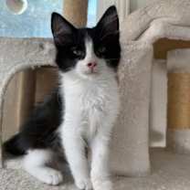 Thumbnail photo of Linus #1