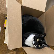 Thumbnail photo of Gelt #3