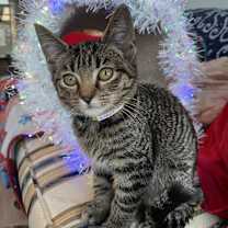 Thumbnail photo of DENNY #4