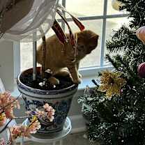 Thumbnail photo of Zaika #3