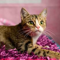 Thumbnail photo of Gypsy #1