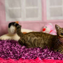 Thumbnail photo of Gypsy #2