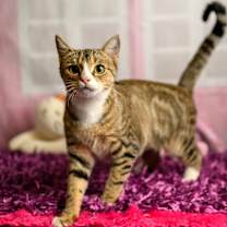 Thumbnail photo of Gypsy #3