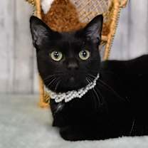 Thumbnail photo of Inky #2