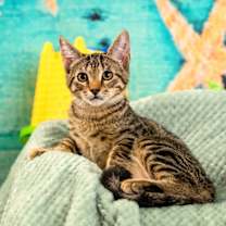 Thumbnail photo of Leonardo #1