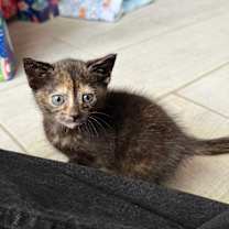 Thumbnail photo of Yavina #1