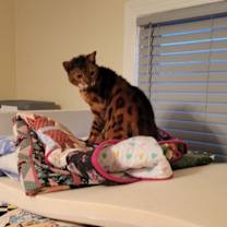 Thumbnail photo of Bello #2