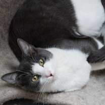 Thumbnail photo of Oyster #1