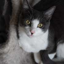 Thumbnail photo of Oyster #4