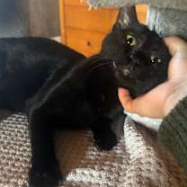 Thumbnail photo of Dr. Frankenstein #4