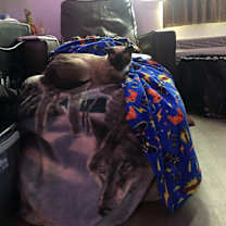 Thumbnail photo of Pearl #1