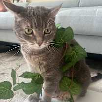 Thumbnail photo of Numi & Suni #3