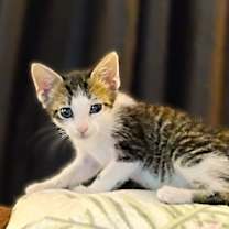 Thumbnail photo of Miss Phoenix #3