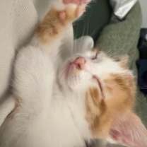 Thumbnail photo of Miranda #3