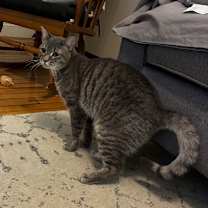 Thumbnail photo of Luffy #1