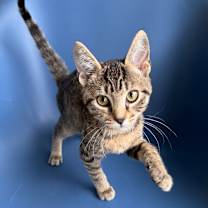 Thumbnail photo of Bitty #1