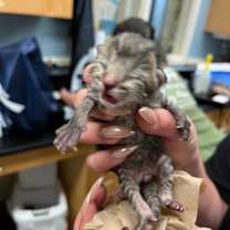 Thumbnail photo of Bitty #2