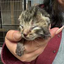 Thumbnail photo of Bitty #3