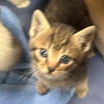 Thumbnail photo of Bitty #4