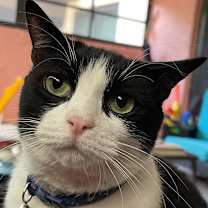 Thumbnail photo of Oliver #1