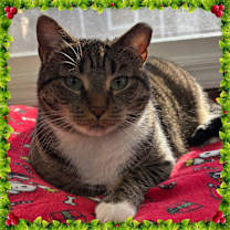 Thumbnail photo of HAZEL #1