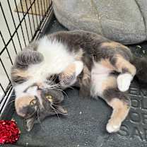 Thumbnail photo of Pom #2