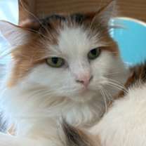 Thumbnail photo of Mitzi #3