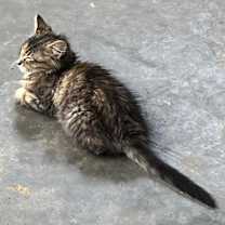 Thumbnail photo of Diva #4