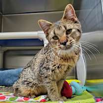 Thumbnail photo of Spark Plug #2