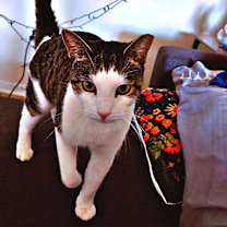 Thumbnail photo of Rutabaga #1