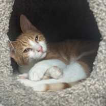 Thumbnail photo of Ash #4