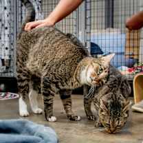 Thumbnail photo of Scotty #4