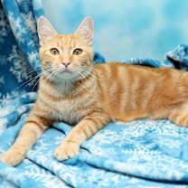 Thumbnail photo of Lolita #2