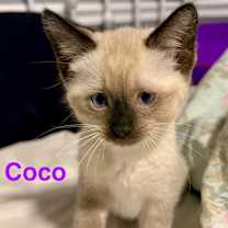 Thumbnail photo of Coco #1