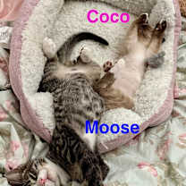 Thumbnail photo of Coco #2