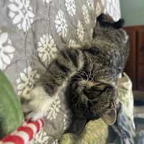 Thumbnail photo of Moth #3