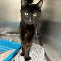 Thumbnail photo of Jinx #2