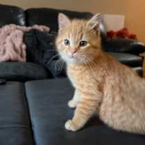 Thumbnail photo of Milo #1